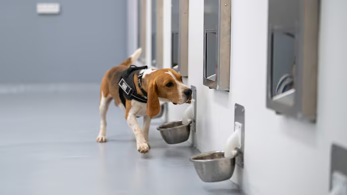 Can Dogs Really Detect Cancer? How AI and Trained Dogs Could Transform Cancer Screening in India