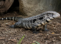 US Wildlife Officials Urge Residents to Kill Invasive Tegu Lizards Spreading Across Southern States