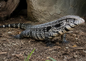 US Wildlife Officials Urge Residents to Kill Invasive Tegu Lizards Spreading Across Southern States
