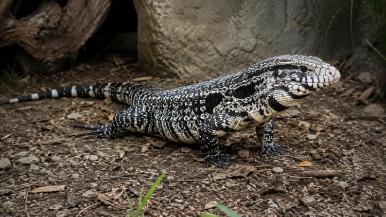 US Wildlife Officials Urge Residents to Kill Invasive Tegu Lizards ...