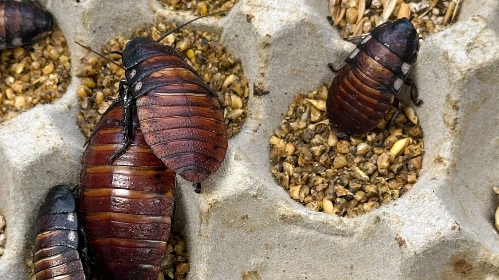cockroaches 