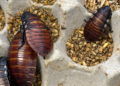 Australia Seizes 100,000 Illegal Exotic Cockroaches in Largest Bug Bust Ever