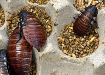 Australia Seizes 100,000 Illegal Exotic Cockroaches in Largest Bug Bust Ever