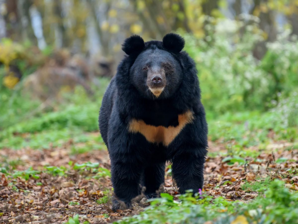 Bear On the Loose in Japan Forces Closure of Nearly 100 Schools as Authorities Launch Search