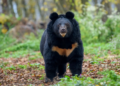 Bear On the Loose in Japan Forces Closure of Nearly 100 Schools as Authorities Launch Search