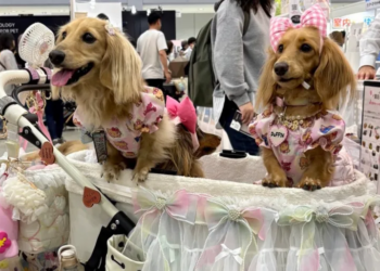 Why Japan’s Pet Population Now Outnumbers Children Under 15