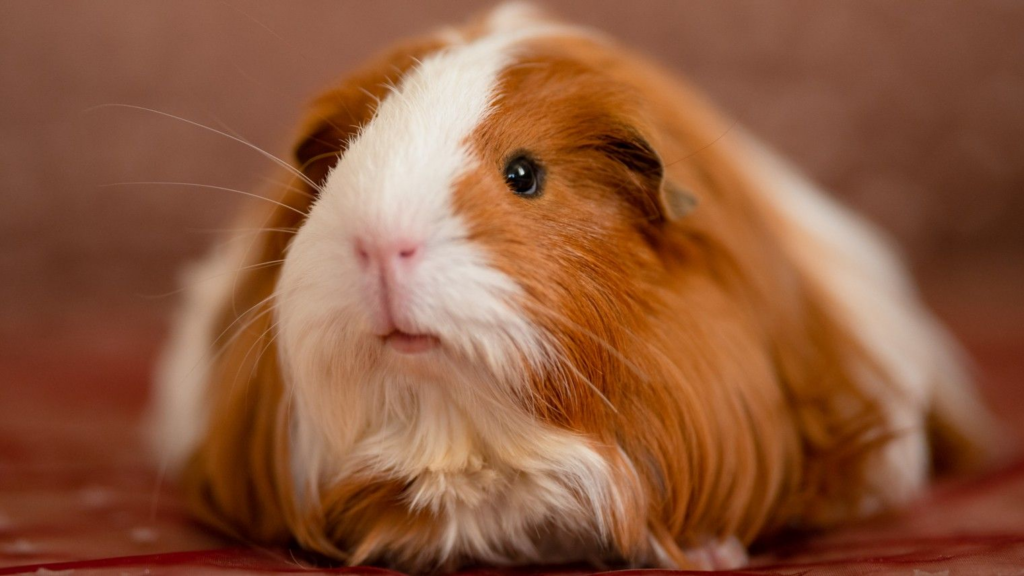 Couple Plans To Raise And Eat Guinea Pigs As Part of Sustainable Lifestyle In Wales