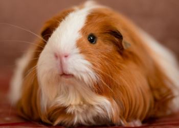 Couple Plans To Raise And Eat Guinea Pigs As Part of Sustainable Lifestyle In Wales