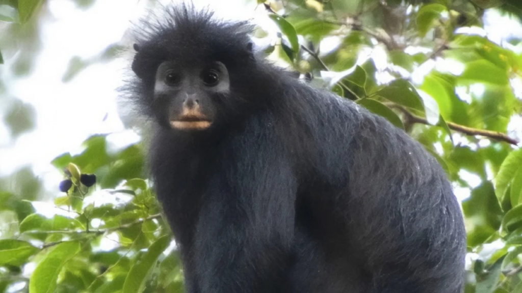 No Thumb And Orange Lips: New Monkey Species Colobus Congoensis Discovered in Africa