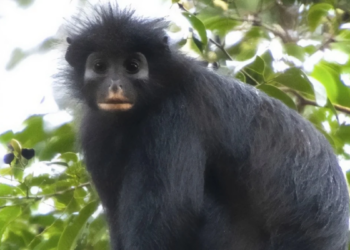 No Thumb And Orange Lips: New Monkey Species Colobus Congoensis Discovered in Africa