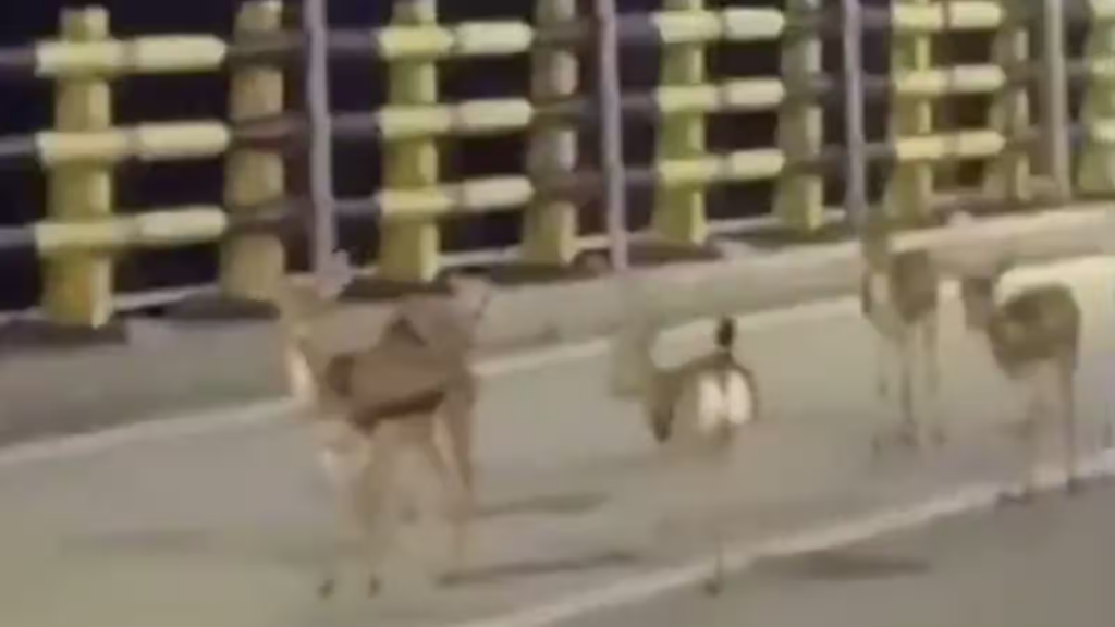 A viral video appears to show deer fleeing Iran's Kharg Island during reported military activity, highlighting the often-overlooked impact of war on wildlife.