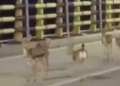 WATCH: Deer Flee Iran’s Kharg Island as Conflict Takes a Toll on Wildlife