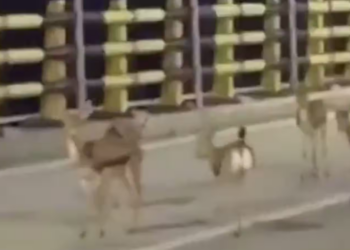 WATCH: Deer Flee Iran’s Kharg Island as Conflict Takes a Toll on Wildlife