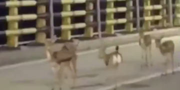 WATCH: Deer Flee Iran’s Kharg Island as Conflict Takes a Toll on Wildlife