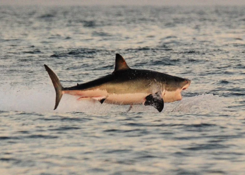 Super El Niño Could Push Great White Sharks Closer to California Beaches, Expert Warns