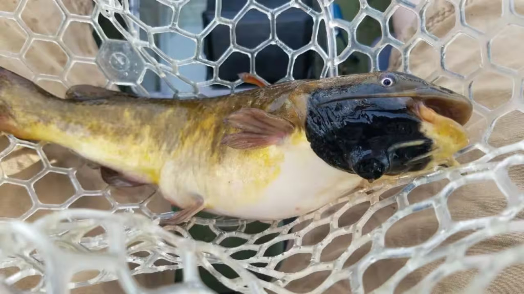 catfish