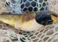 What Is Transmissible Cancer? Rare Catfish Discovery Sparks Questions About Human Risk