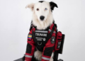 Hero Rescue Dog ‘Tsunami’ Saves 13 Lives After Venezuela Earthquake Before Retirement