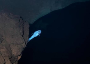 Scientists Discover ‘Demon Cavefish’ Hidden Beneath NASA’s Redstone Arsenal in Alabama
