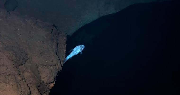 Cavefish