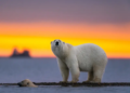 Boat Operator Fined $5,255 For Waking Sleeping Polar Bear With Foghorn in Svalbard