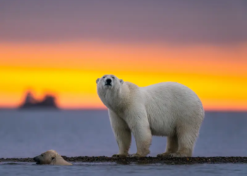 Boat Operator Fined $5,255 For Waking Sleeping Polar Bear With Foghorn in Svalbard