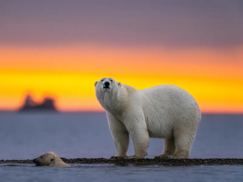 Boat Operator Fined $5,255 For Waking Sleeping Polar Bear With Foghorn in Svalbard