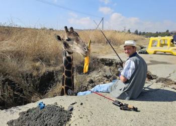 South African Party Used a Dead Giraffe to Highlight Potholes: It Didn’t Go as Planned