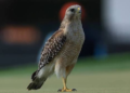Canadian-Bred Falcon Sells for $346,000 at Saudi Auction, Becoming 2026’s Most Expensive Bird