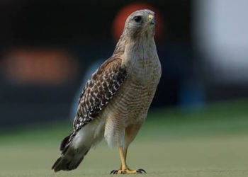 Canadian-Bred Falcon Sells for $346,000 at Saudi Auction, Becoming 2026’s Most Expensive Bird