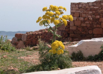 Silphium: Has a 2,000-Year-Old ‘Miracle Plant’ Really Been Rediscovered in Turkey?