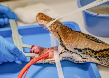 Human Cancer Treatment Given to Python ‘Jodie Foster’ at UK Zoo Proves Successful