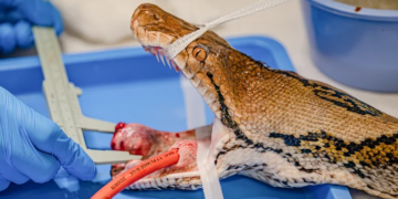 Human Cancer Treatment Given to Python ‘Jodie Foster’ at UK Zoo Proves Successful