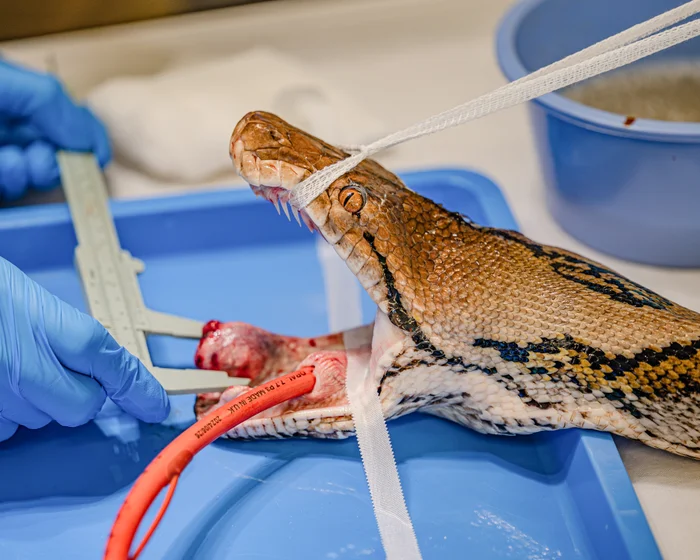 Human Cancer Treatment Given to Python 'Jodie Foster' at UK Zoo Proves Successful