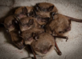 Could Brown Bats Hold the Key to Fighting Human Cancer? Scientists Uncover a Surprising Defense Mechanism