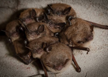 Could Brown Bats Hold the Key to Fighting Human Cancer? Scientists Uncover a Surprising Defense Mechanism
