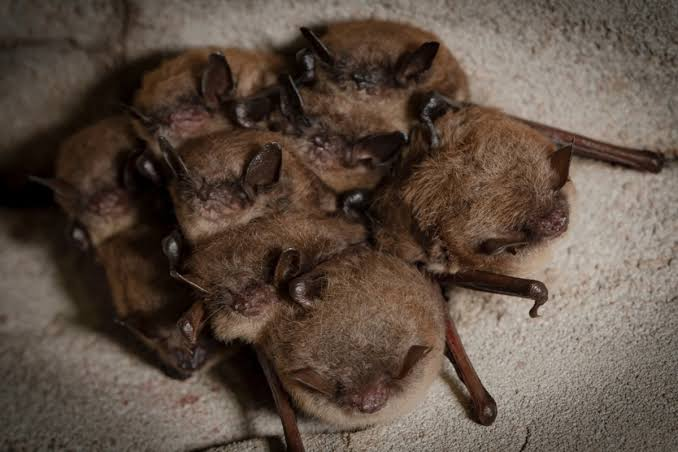 Scientists studying little brown bats found a surprising cellular defense against severe damage that may offer clues for cancer and aging research.