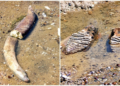 Historic Heatwave Dries Up Danube, Revealing Woolly Mammoth and Sunken Ships