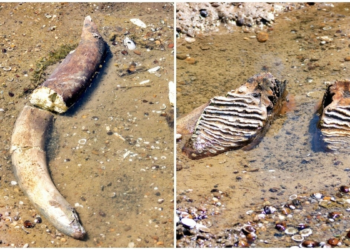 Historic Heatwave Dries Up Danube, Revealing Woolly Mammoth and Sunken Ships