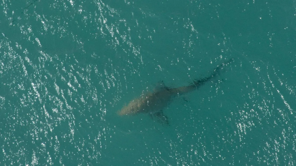 New York is using police drones to monitor sharks after dozens of sightings near Rockaway Beach. Here's why sharks are appearing more often and what it means for swimmers.