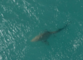 Shark Sightings Surge Off New York Beaches as NYPD Deploys Drones to Protect Swimmers