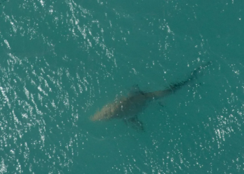 Shark Sightings Surge Off New York Beaches as NYPD Deploys Drones to Protect Swimmers