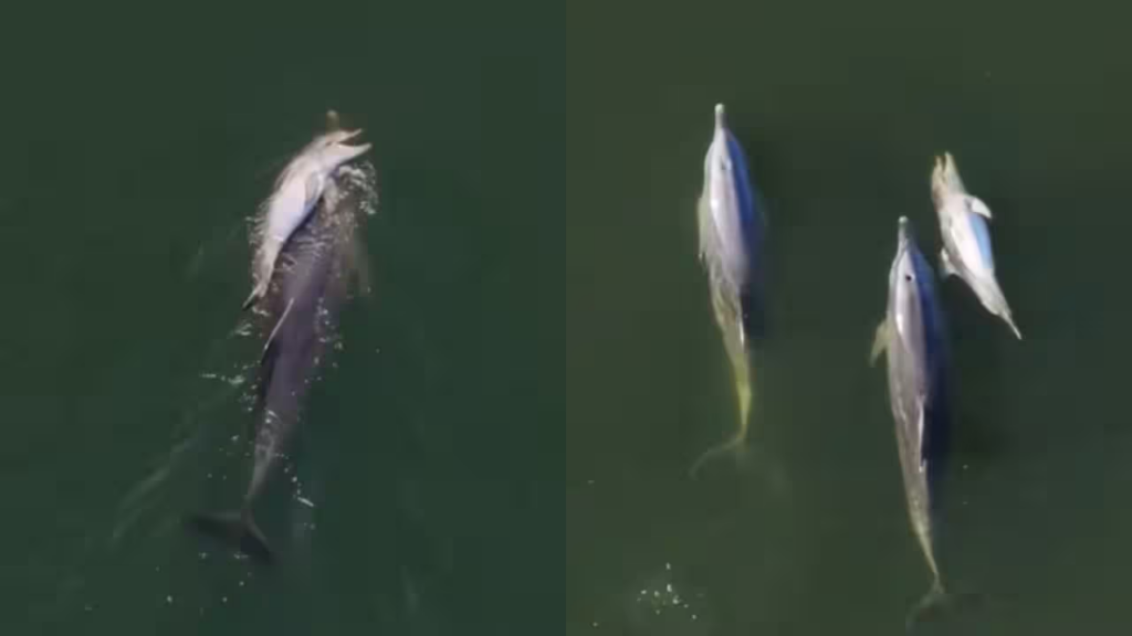 dolphin
