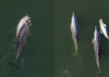 Watch: Viral Video of Mother Dolphin Keeping Dead Calf Afloat Fuels Discussion on Animal Grief
