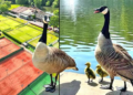 Elite Tennis Club Sparks Outrage After Killing Resident Geese Over Court Droppings