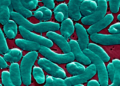 Flesh-Eating Bacteria Warning in Louisiana: What to Know About the Rise in Vibrio Vulnificus Cases