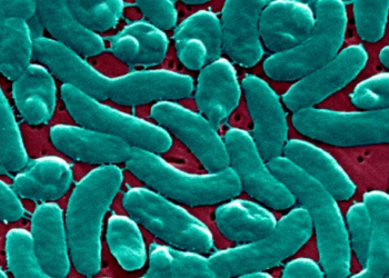 Flesh-Eating Bacteria Warning in Louisiana: What to Know About the Rise in Vibrio Vulnificus Cases