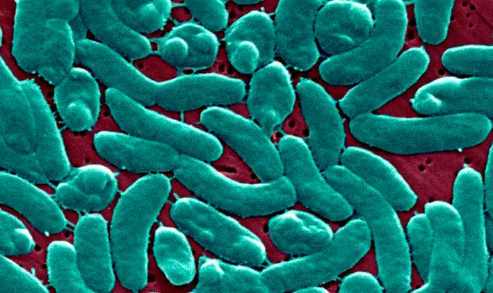 Vibrio vulnificus