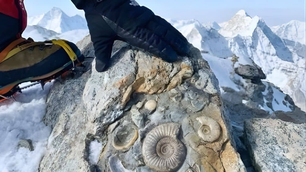fossils