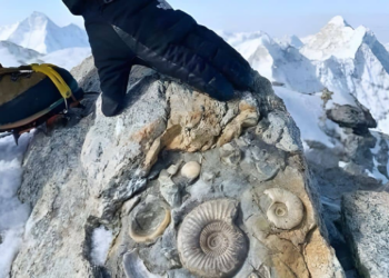 Ancient Sea Creature Fossils Found on Mount Everest Spark New Noah’s Ark Debate